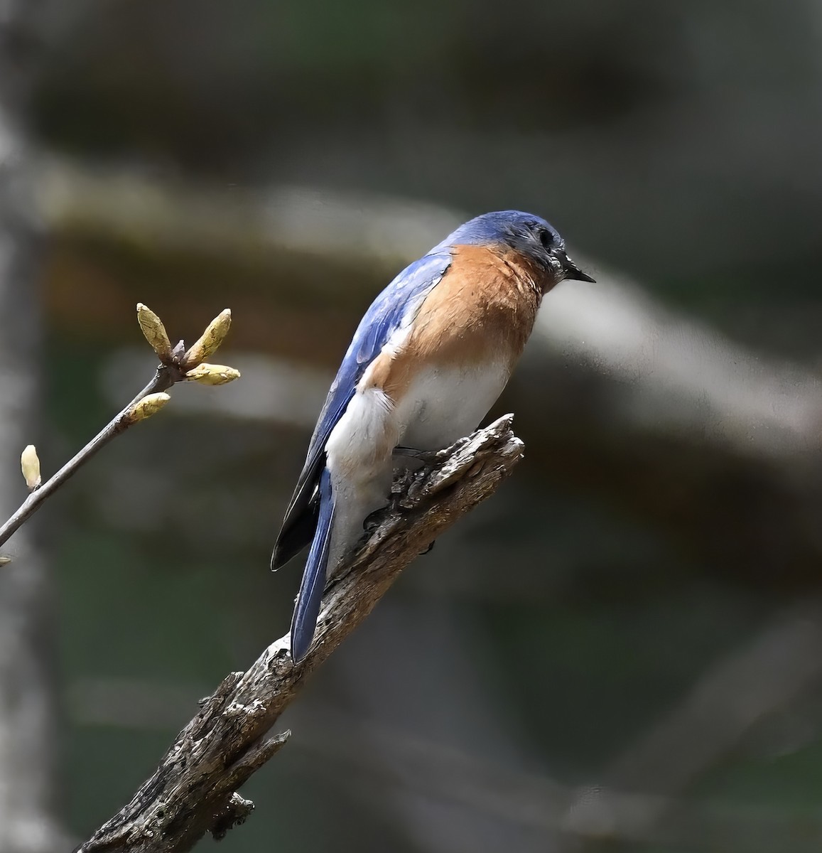 Eastern Bluebird - ML617628301