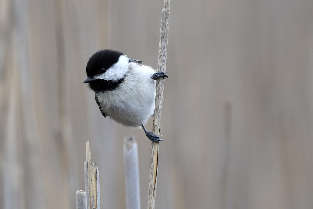 Black-capped Chickadee - ML617628345