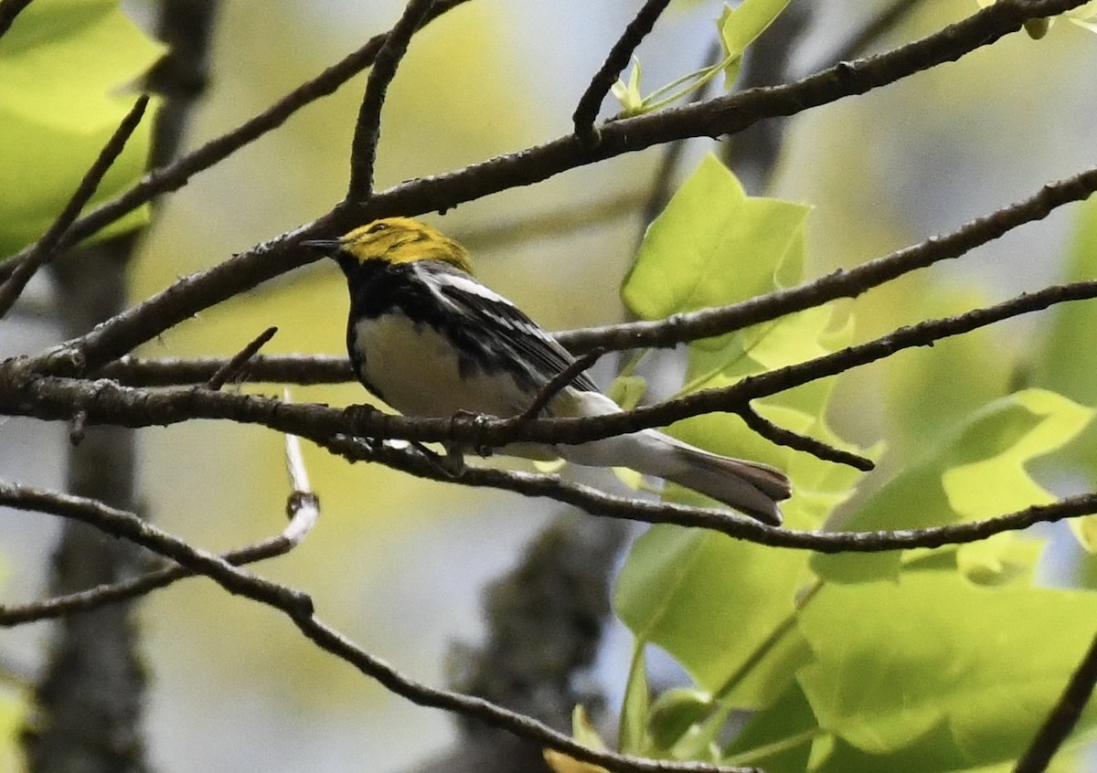 Black-throated Green Warbler - ML617628350