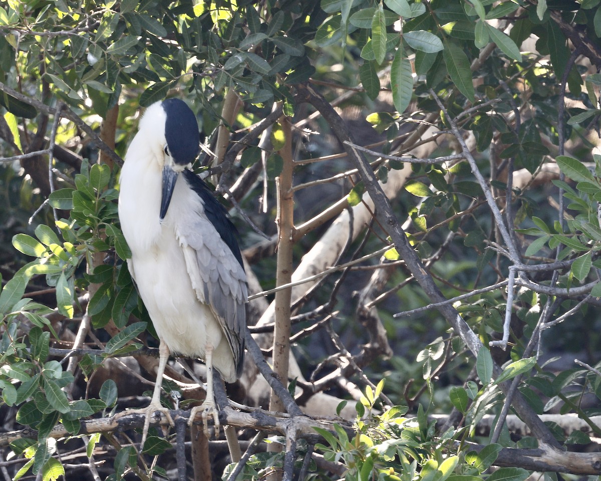 Black-crowned Night Heron - ML617628366