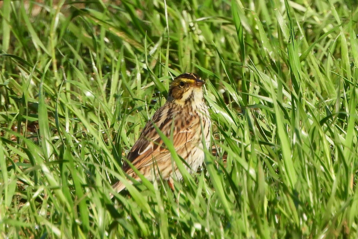 Savannah Sparrow - ML617628390