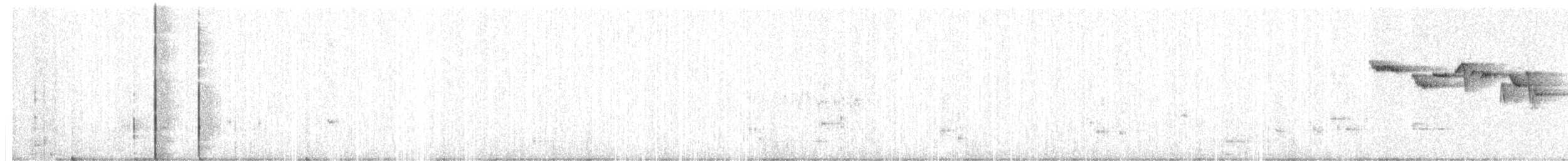 Brown Creeper (americana/nigrescens) - ML617628428
