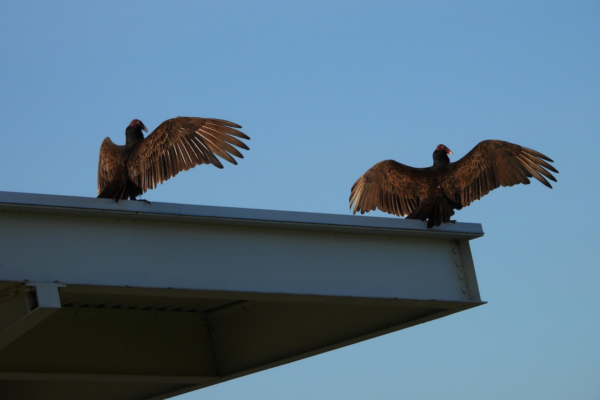 Turkey Vulture - ML617628453