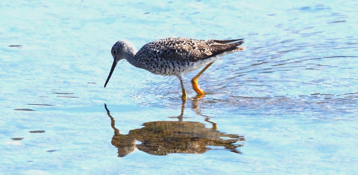 Greater Yellowlegs - Robin Lawson