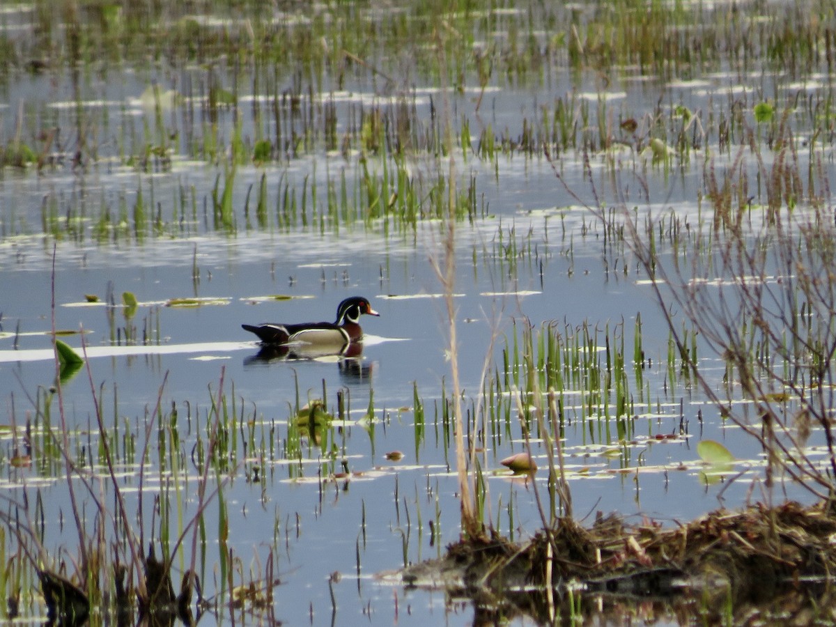 Wood Duck - ML617628552