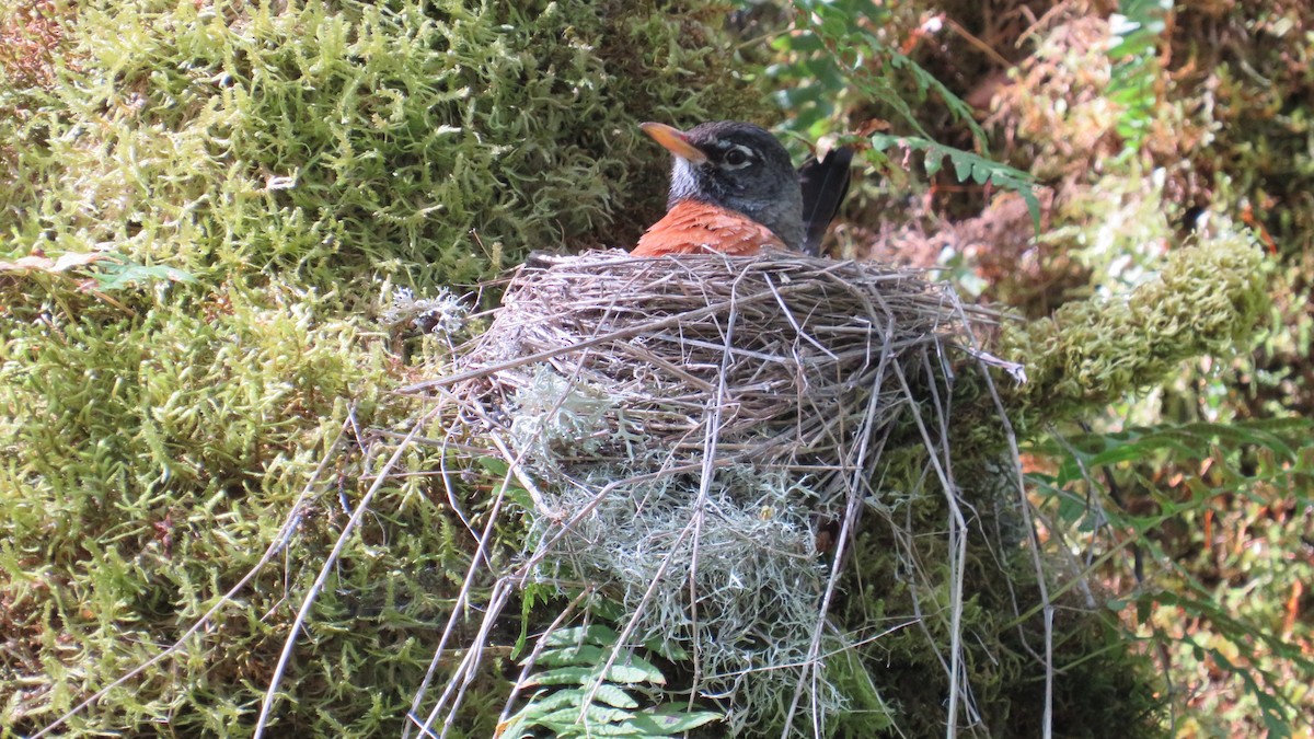 American Robin - ML617628557