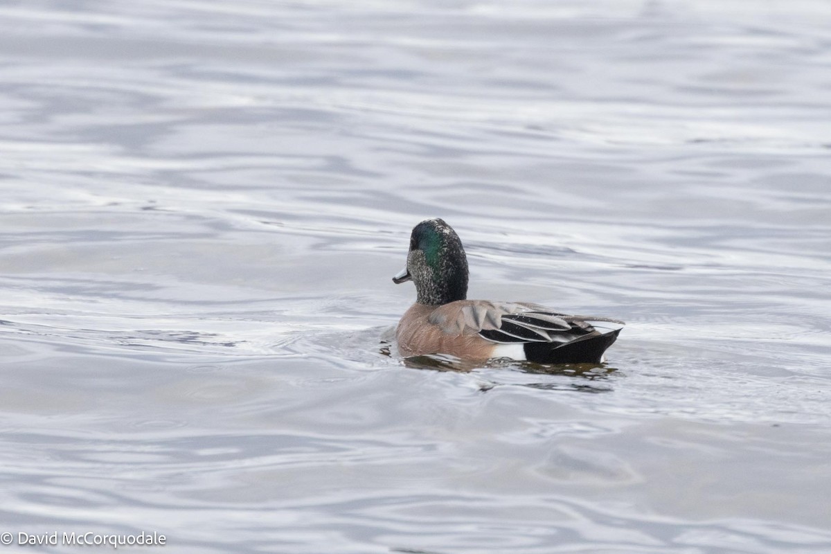 American Wigeon - David McCorquodale