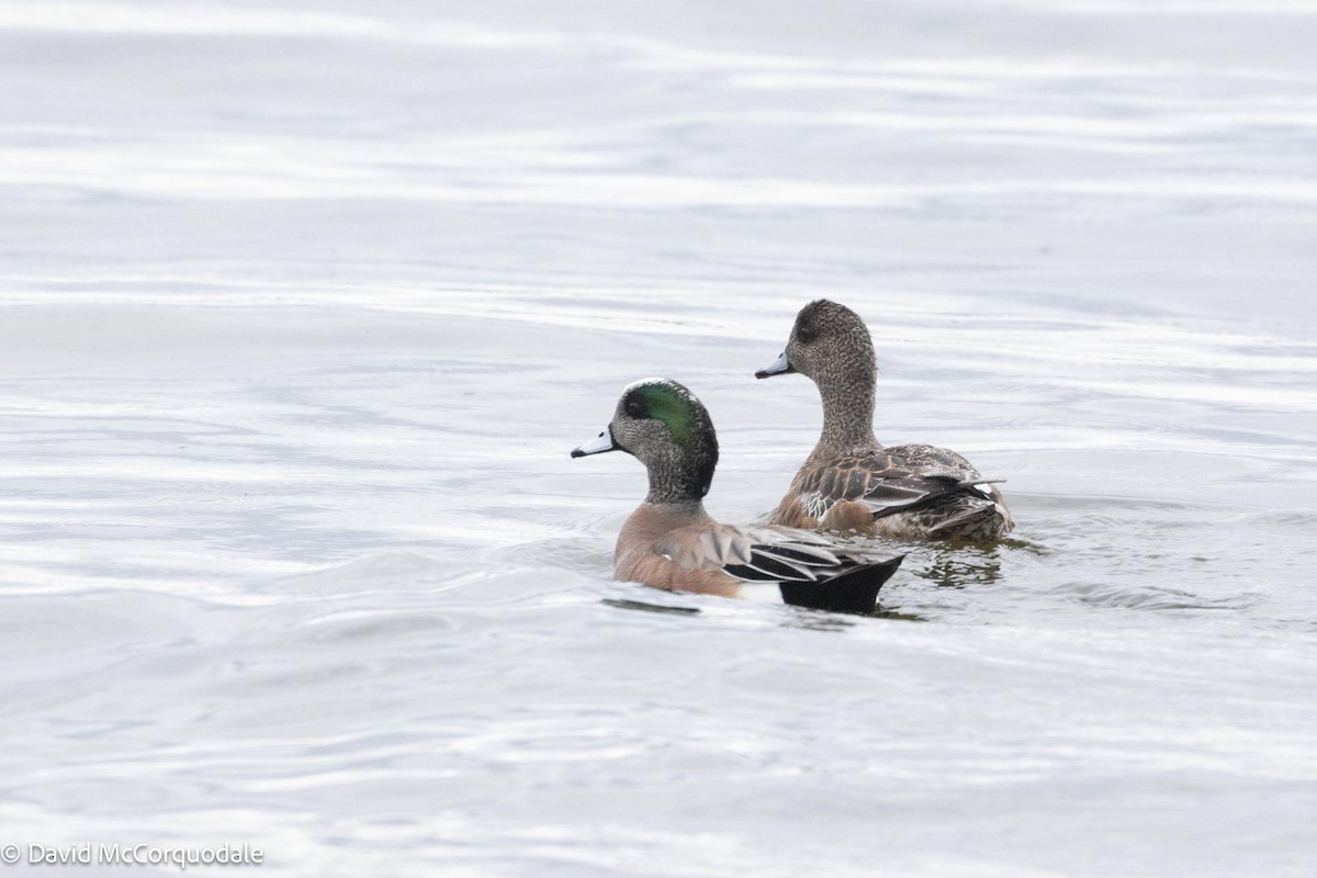 American Wigeon - David McCorquodale