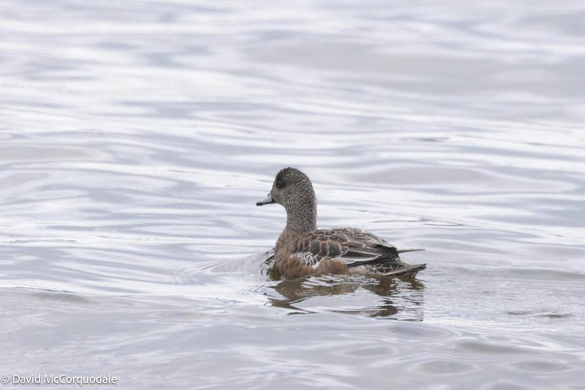 American Wigeon - David McCorquodale