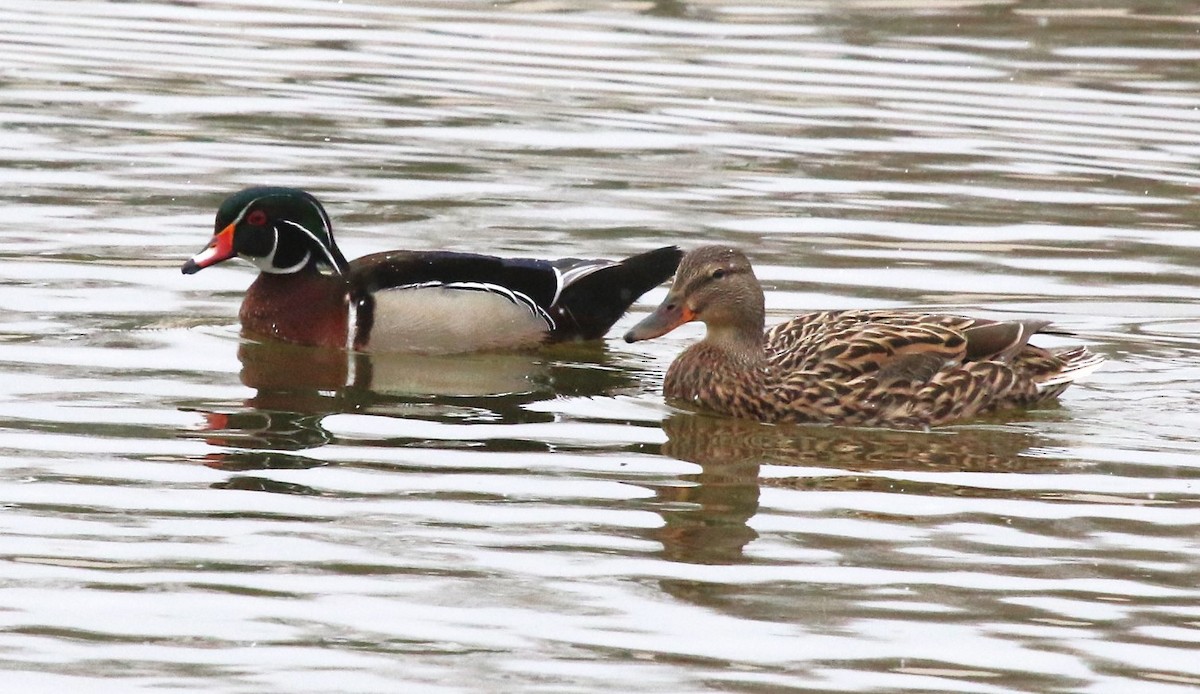 Wood Duck - David Leatherman