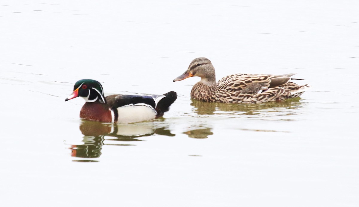 Wood Duck - David Leatherman