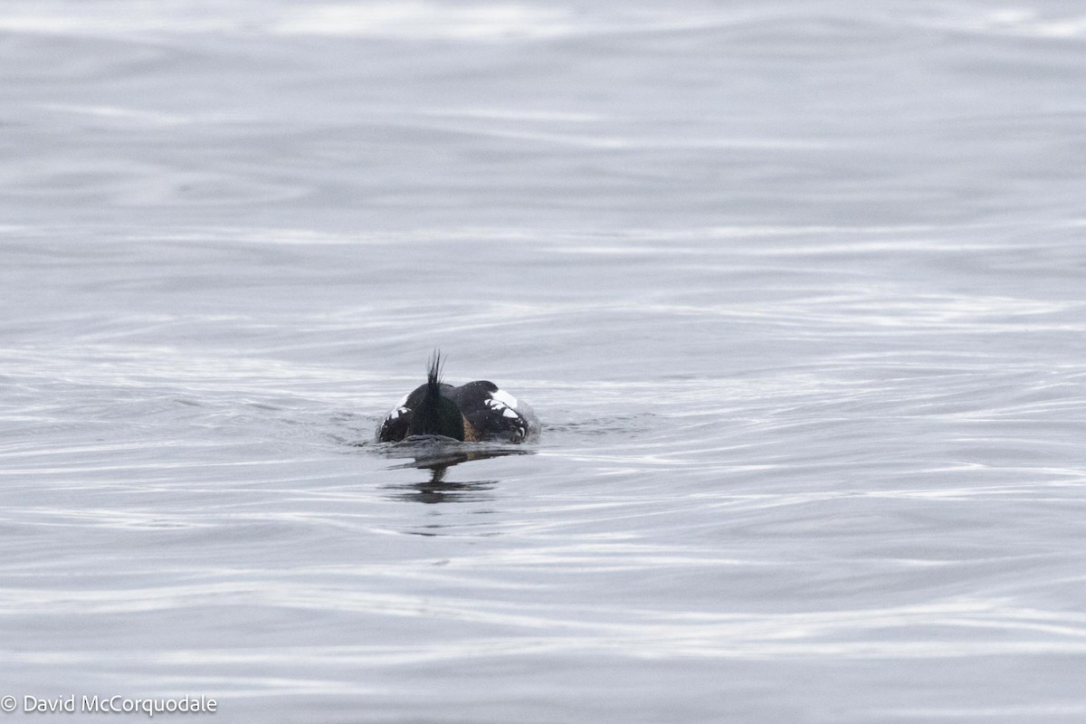 Red-breasted Merganser - ML617628583