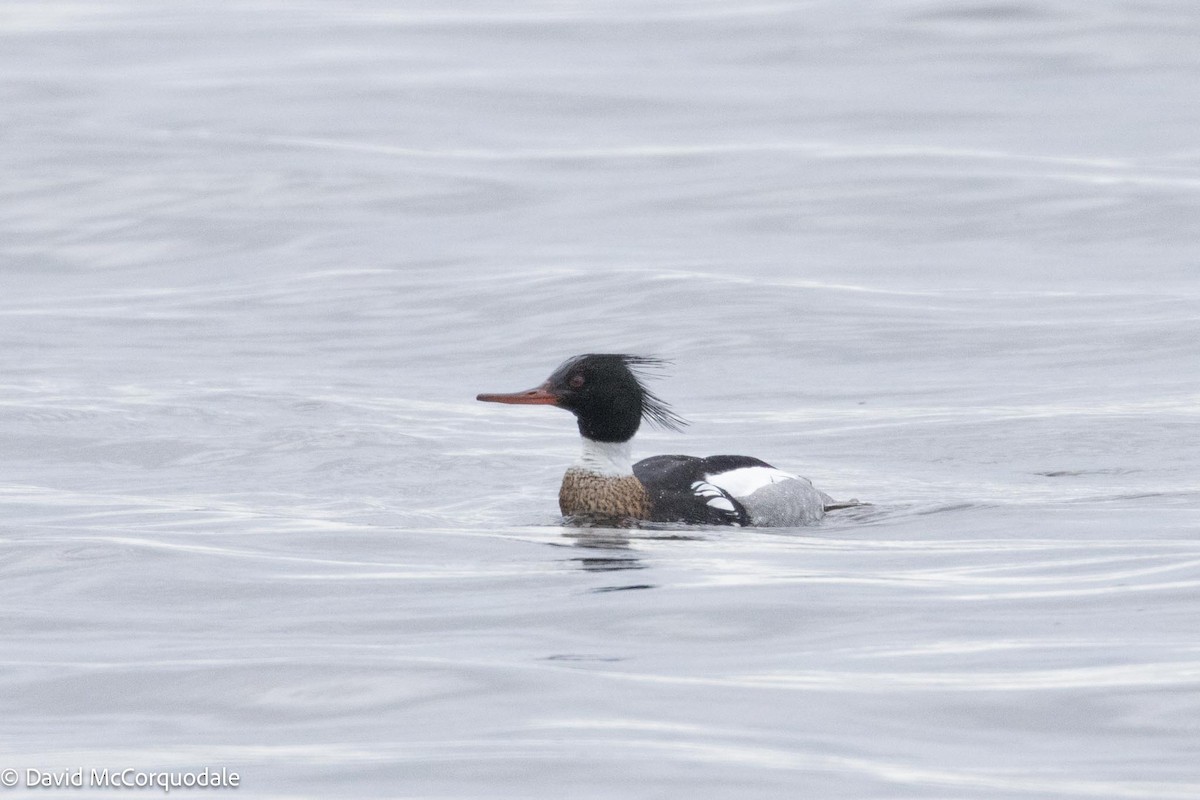 Red-breasted Merganser - ML617628584