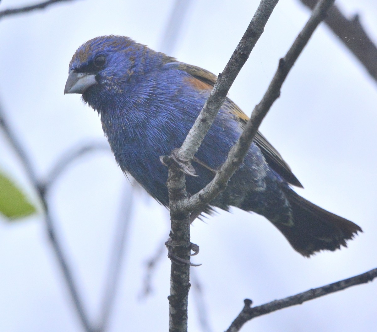 Blue Grosbeak - ML617628590