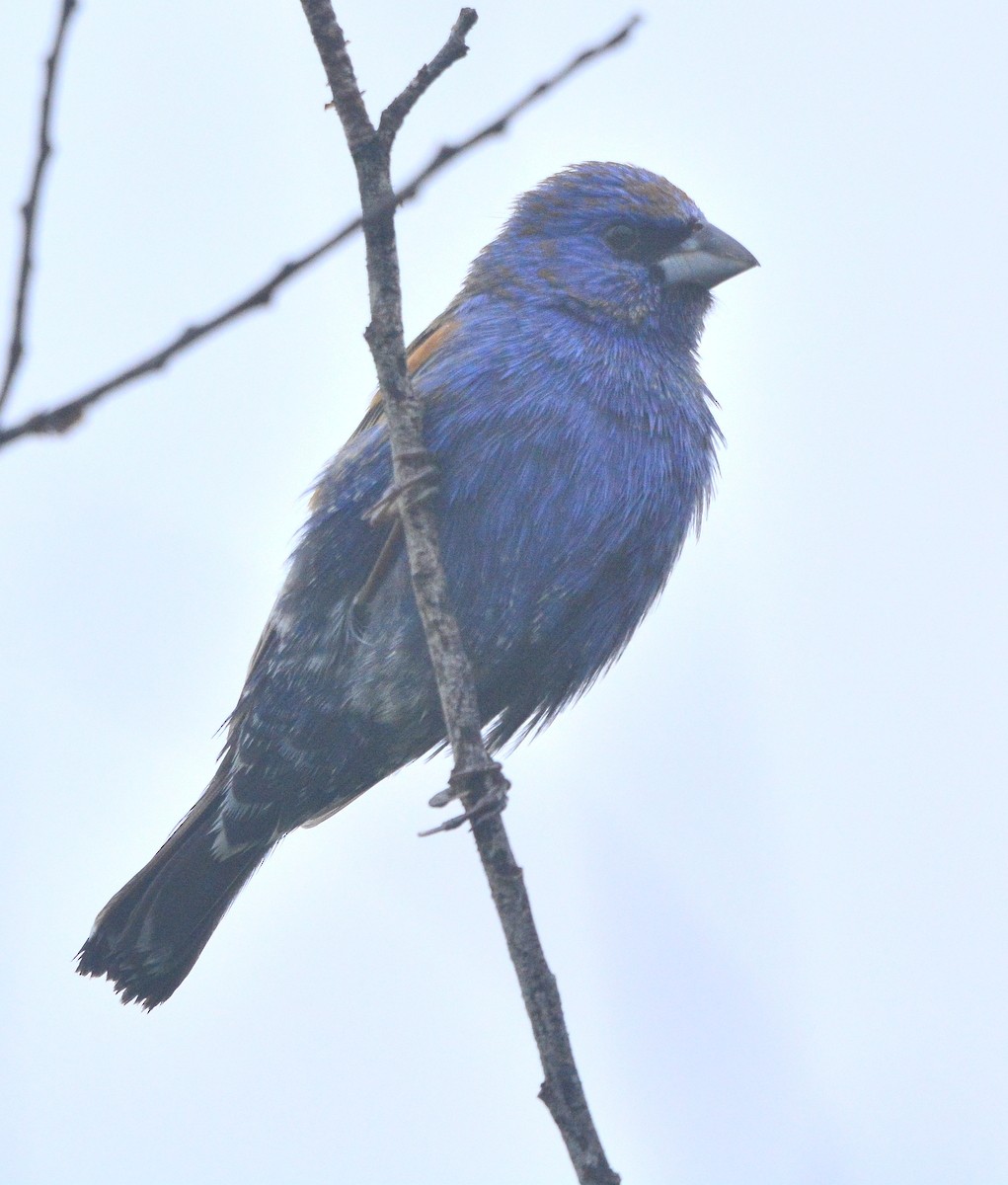 Blue Grosbeak - Mike Bush