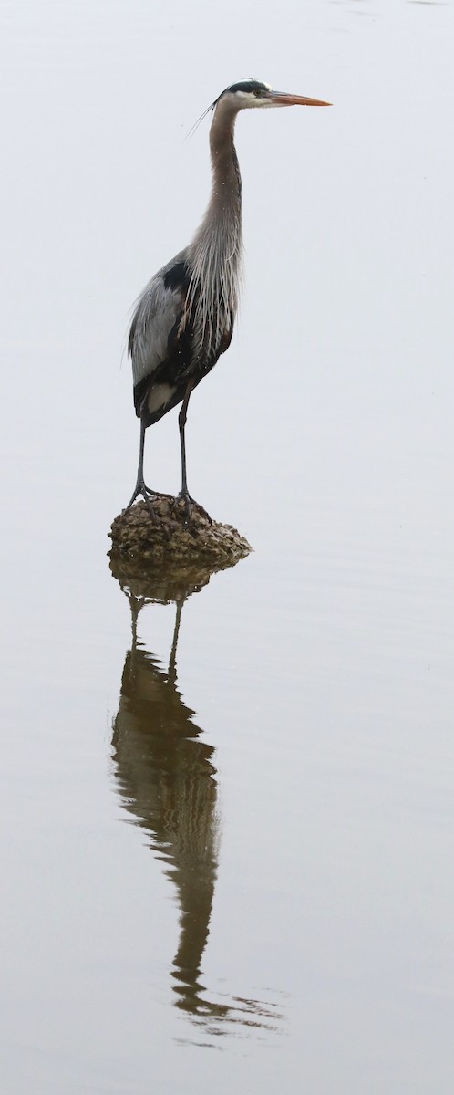 Great Blue Heron - David Leatherman