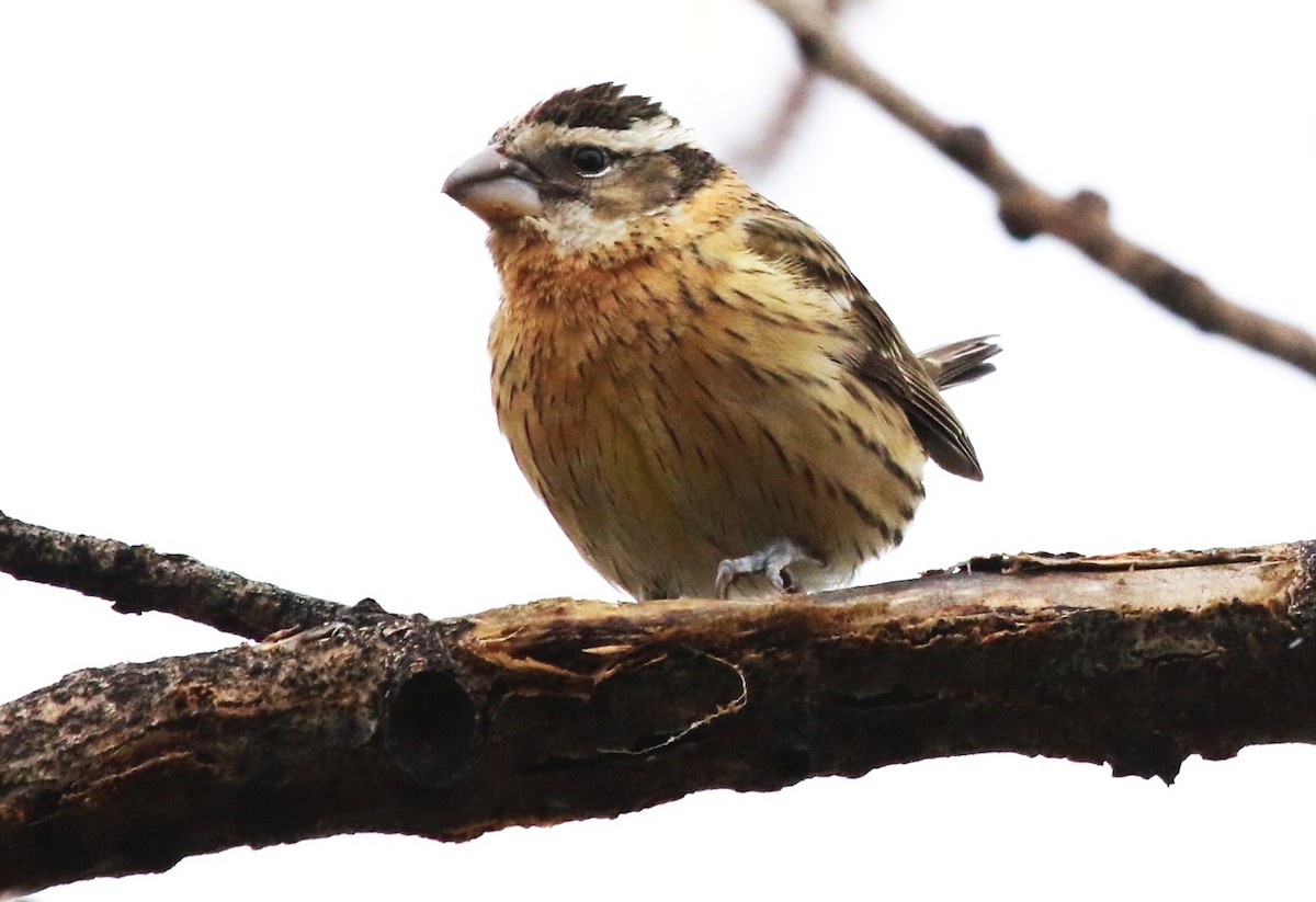 Black-headed Grosbeak - David Leatherman