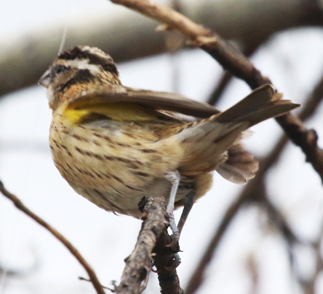 Black-headed Grosbeak - David Leatherman