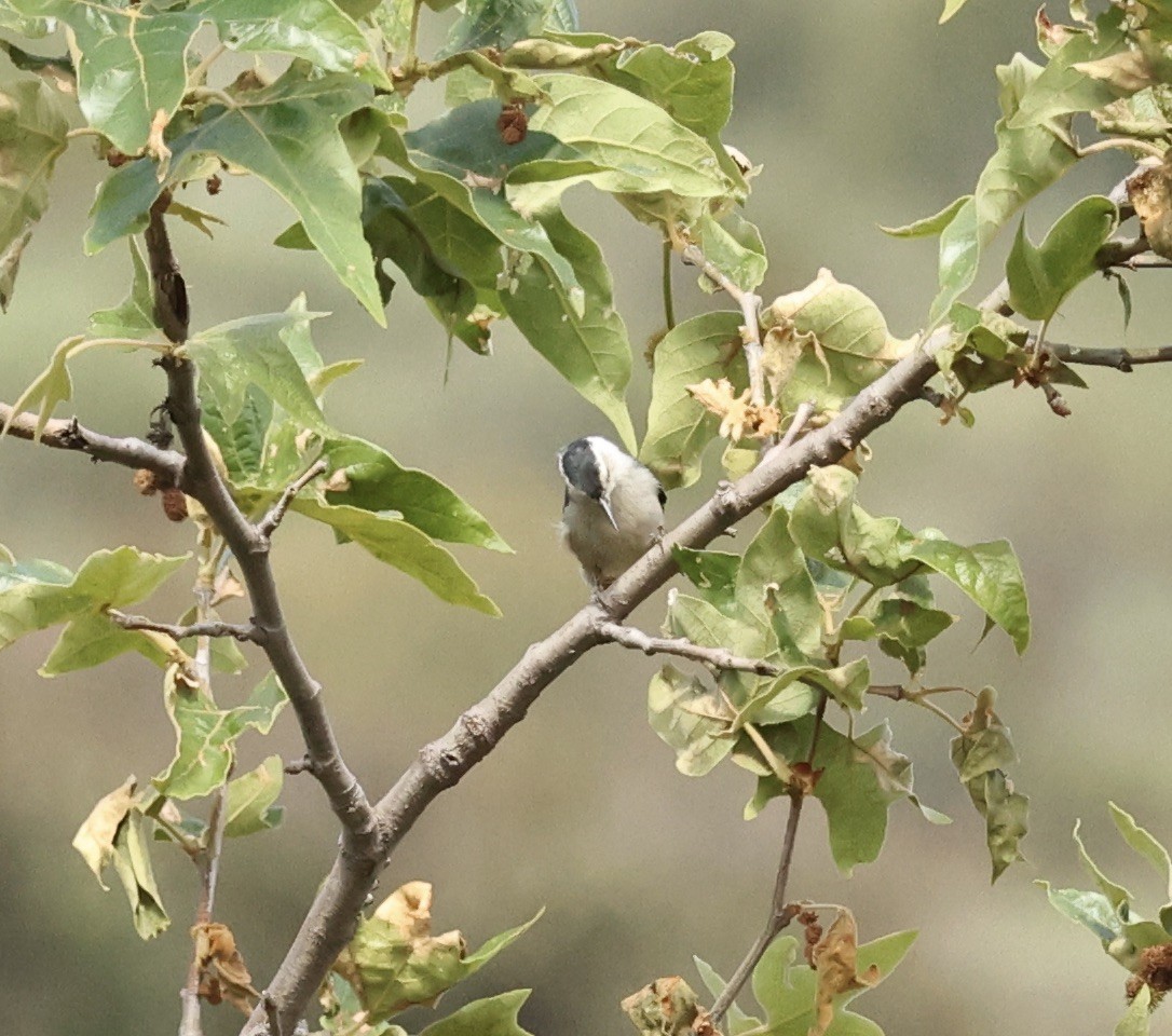 White-breasted Nuthatch - ML617628616