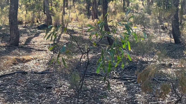 Spotted Pardalote (Spotted) - ML617628625