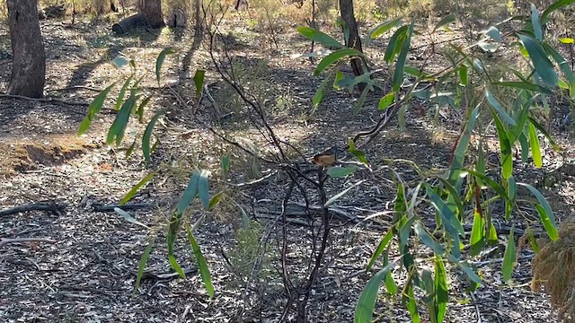 Fleckenpanthervogel (punctatus) - ML617628626