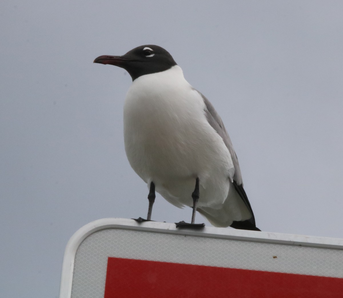 Laughing Gull - ML617628648