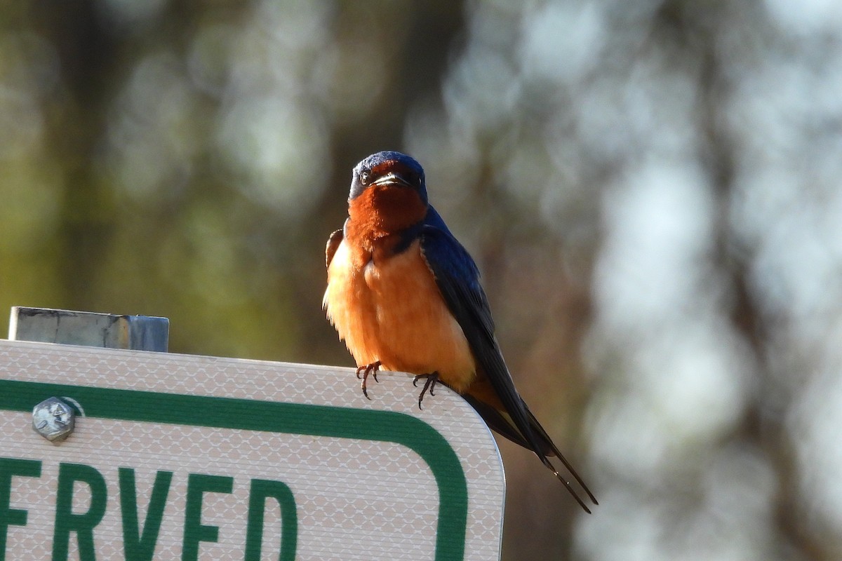 Barn Swallow - ML617628672