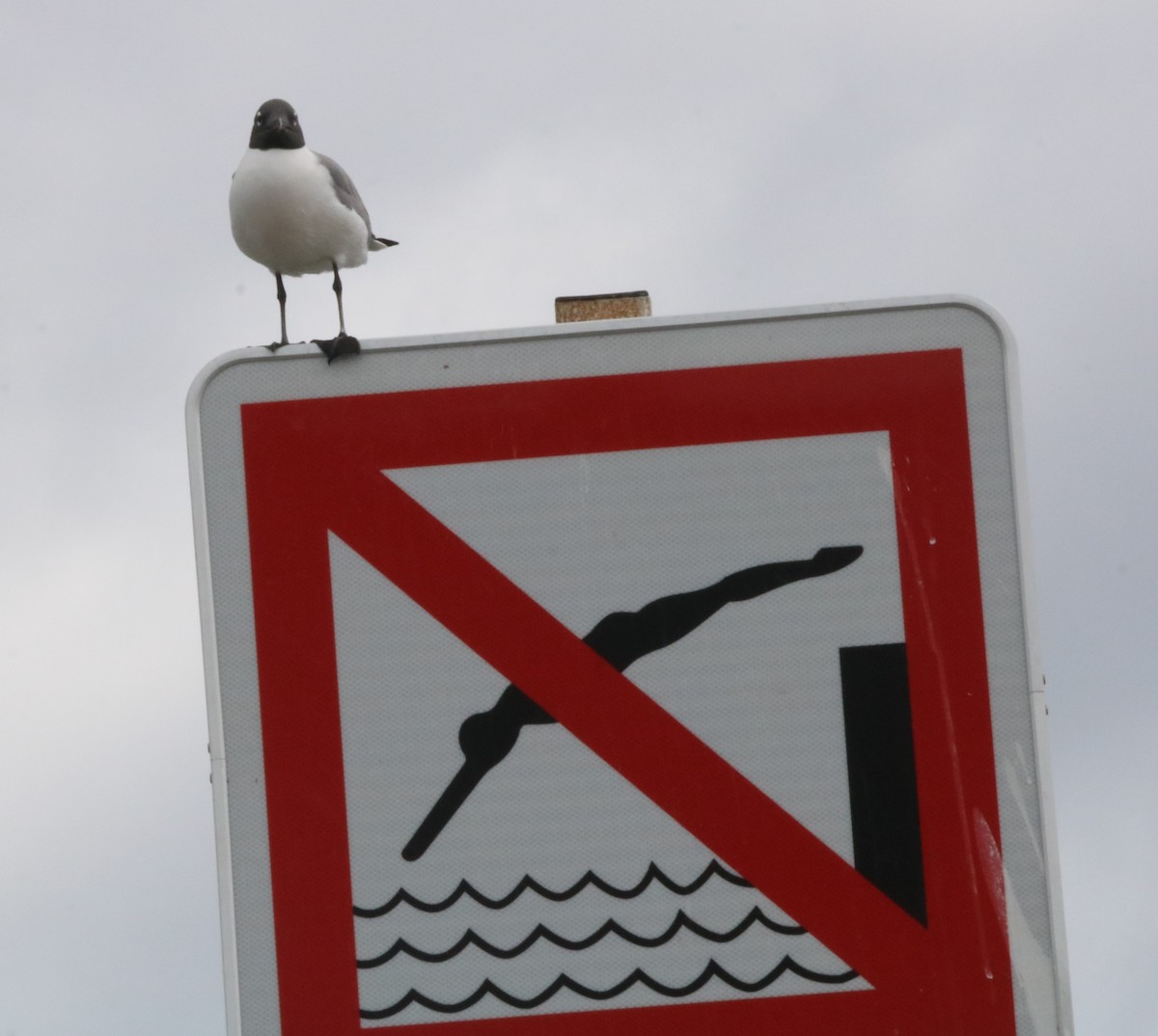 Laughing Gull - ML617628695