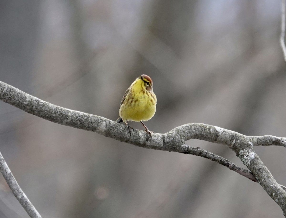 Palm Warbler - Rebecca Lovejoy