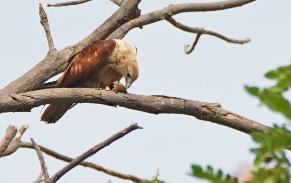 Brahminy Kite - ML617628750