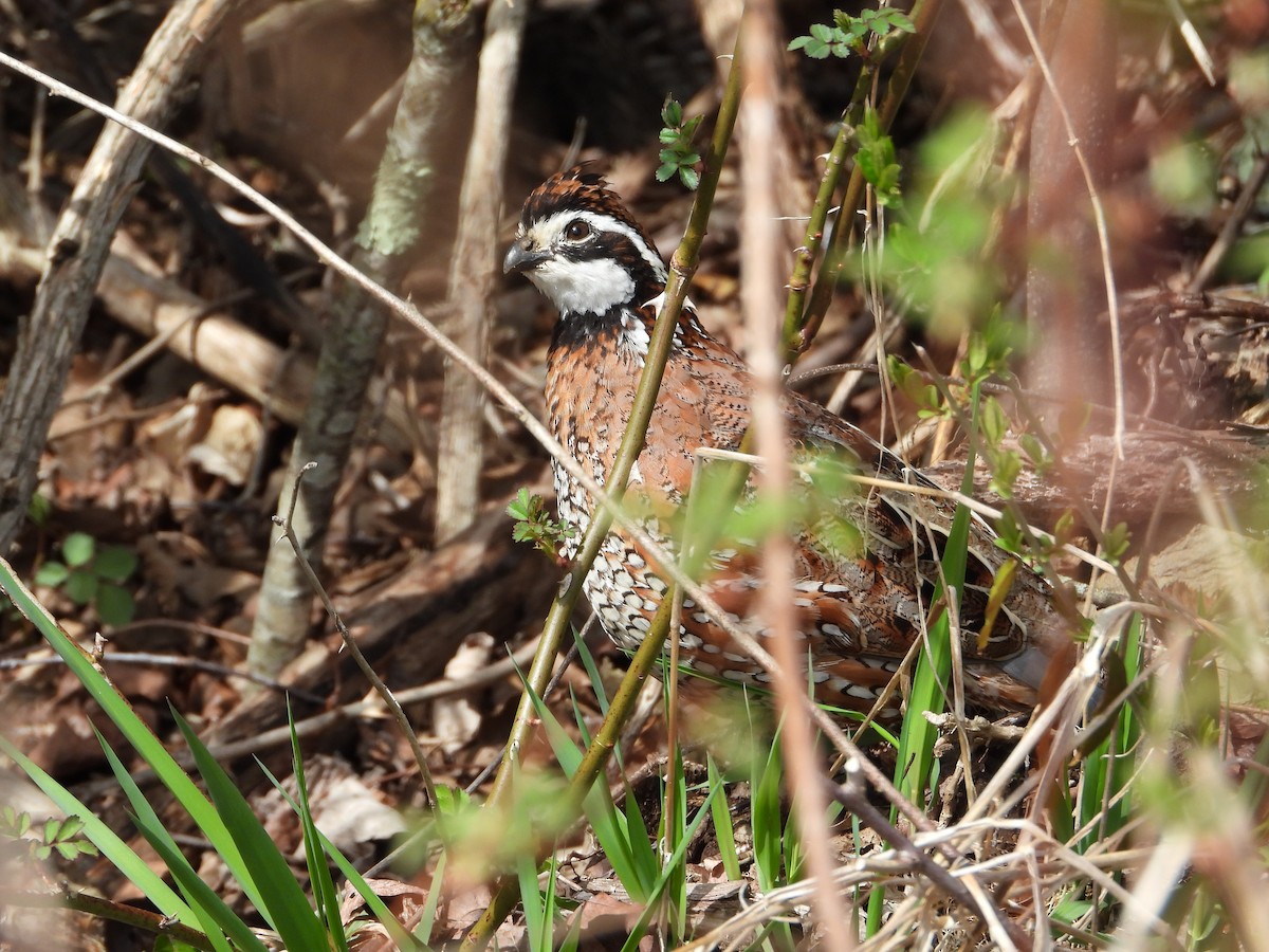 Northern Bobwhite (Eastern) - ML617628762