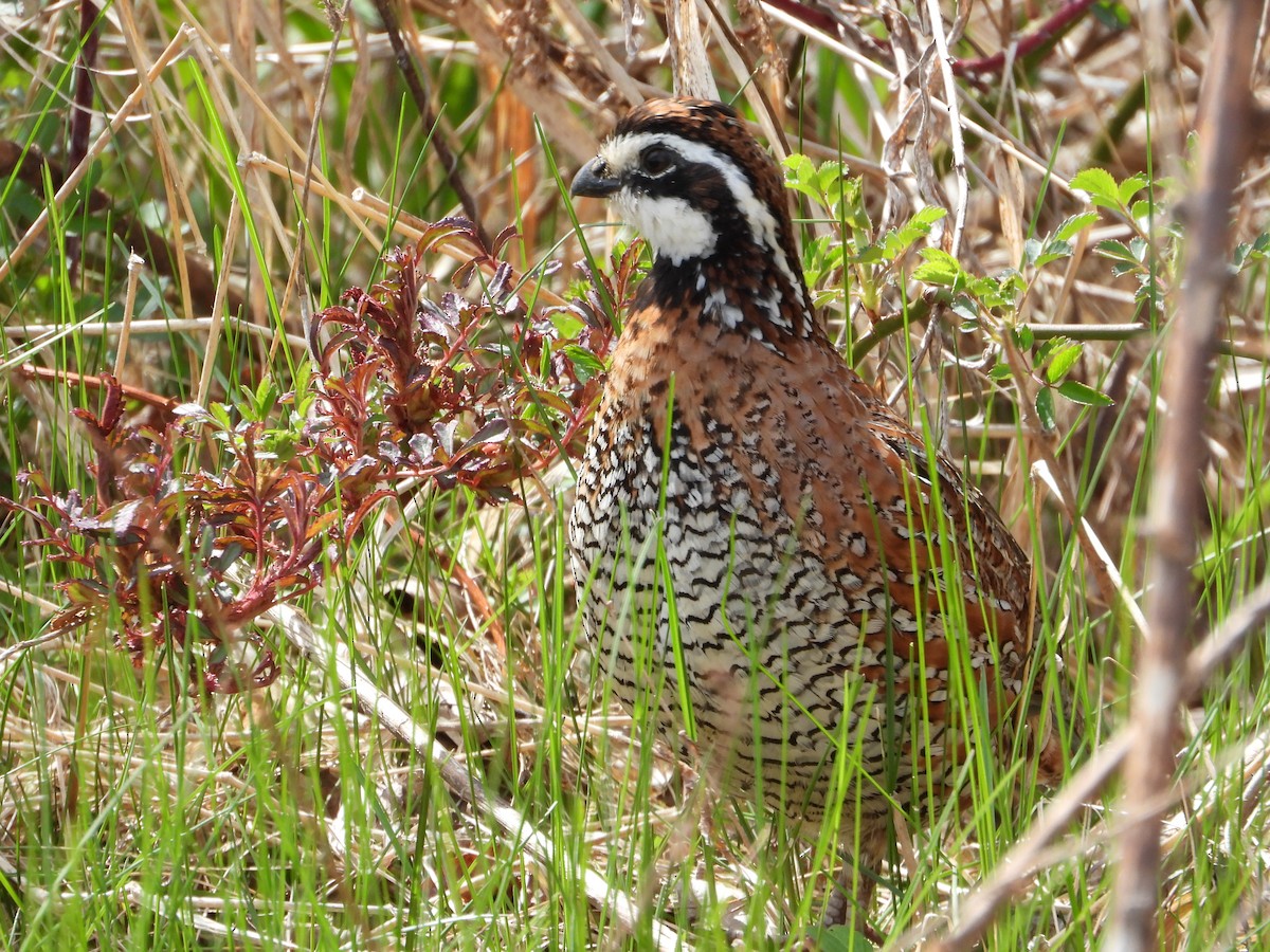 Northern Bobwhite (Eastern) - ML617628772