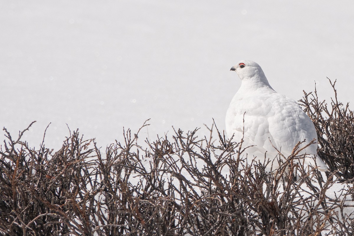 Weißschwanz-Schneehuhn - ML617628781