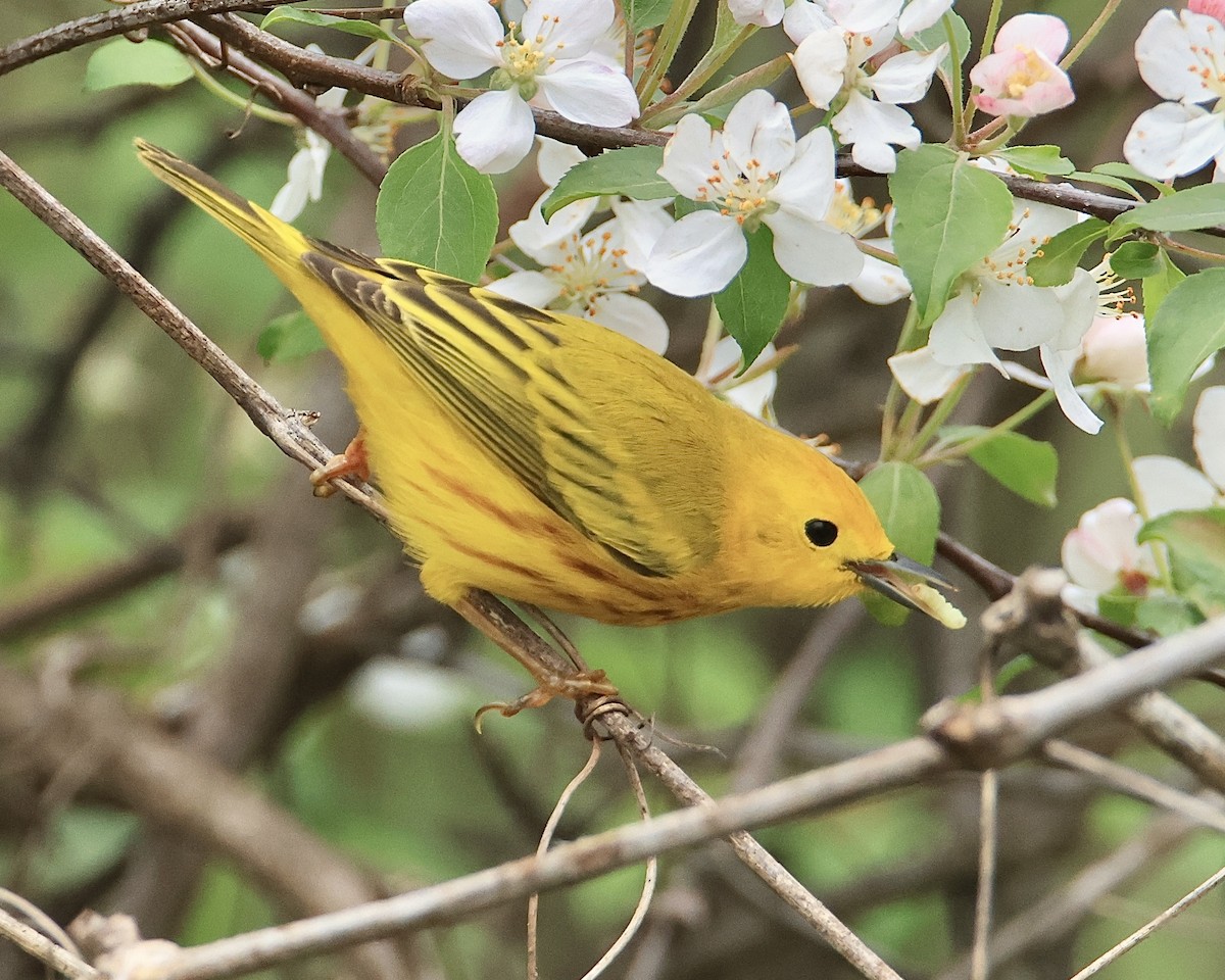 Yellow Warbler - Dan Mendenhall