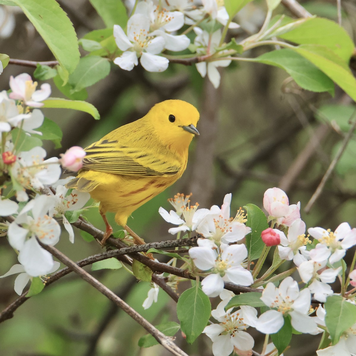 Yellow Warbler - ML617628815