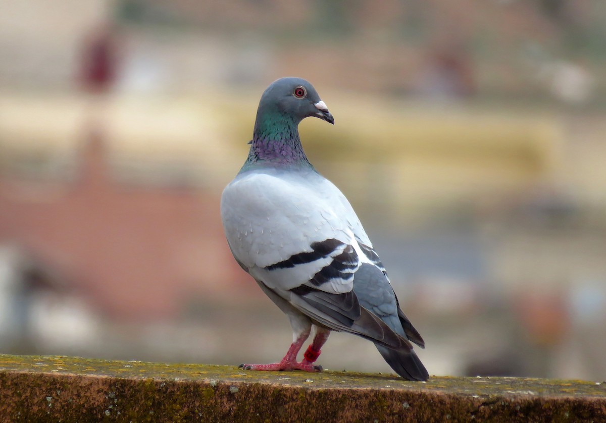 Rock Pigeon (Feral Pigeon) - ML617628821