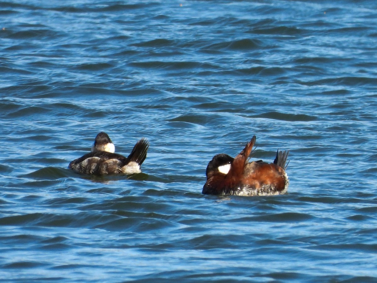 Ruddy Duck - ML617628823