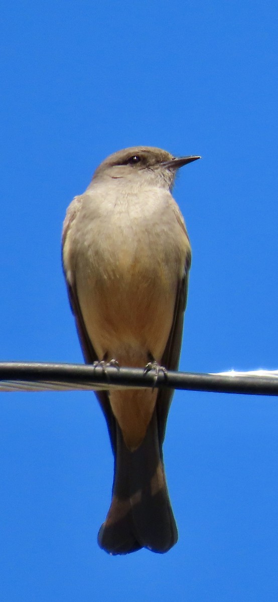 Say's Phoebe - Dan Mottern