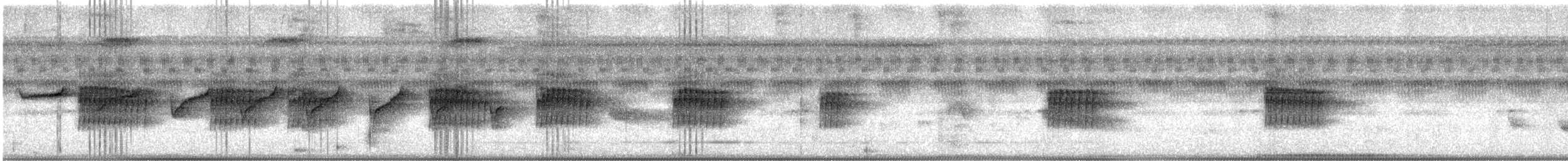 Graubauch-Ameisenschlüpfer - ML617628858