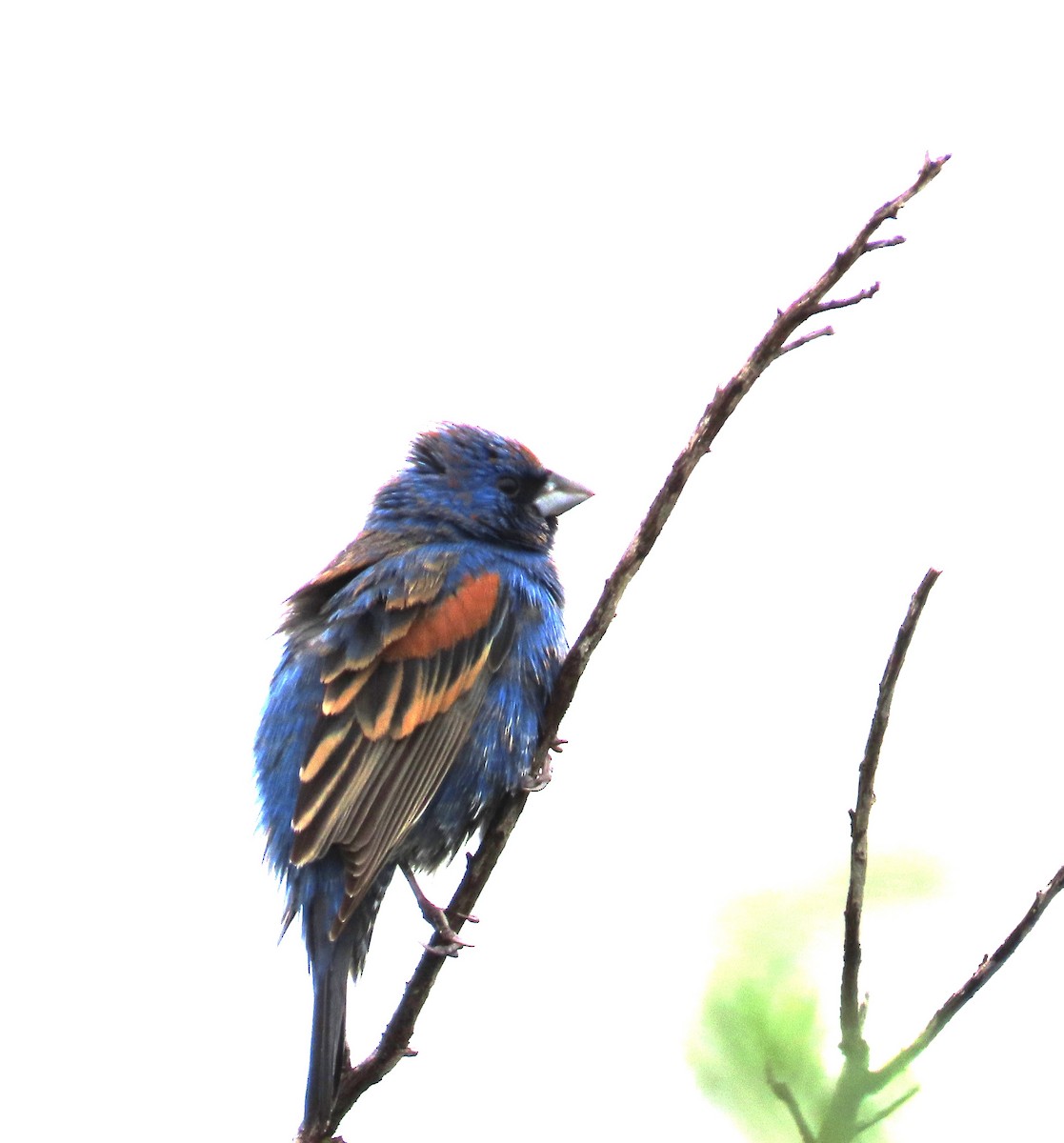 Blue Grosbeak - Maggie Smith