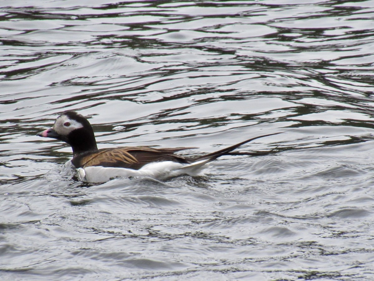 Long-tailed Duck - ML617628916