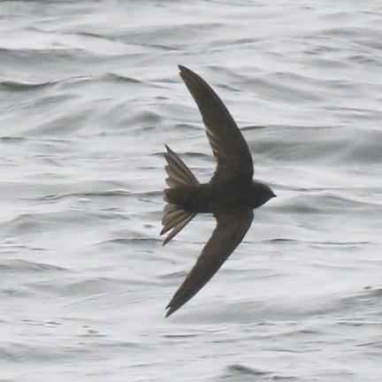 Common Swift - ML617628924