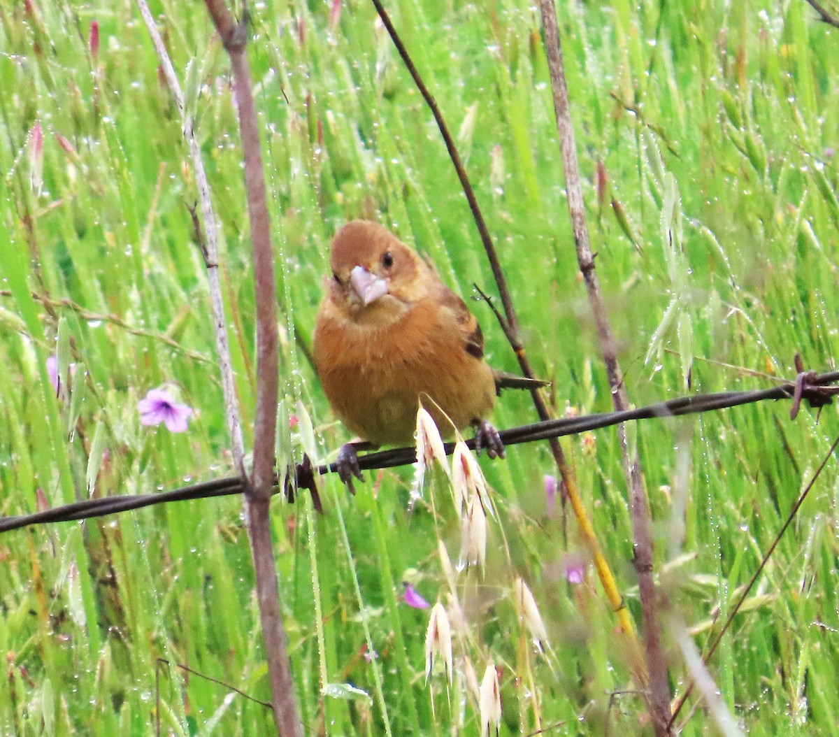 Blue Grosbeak - Maggie Smith