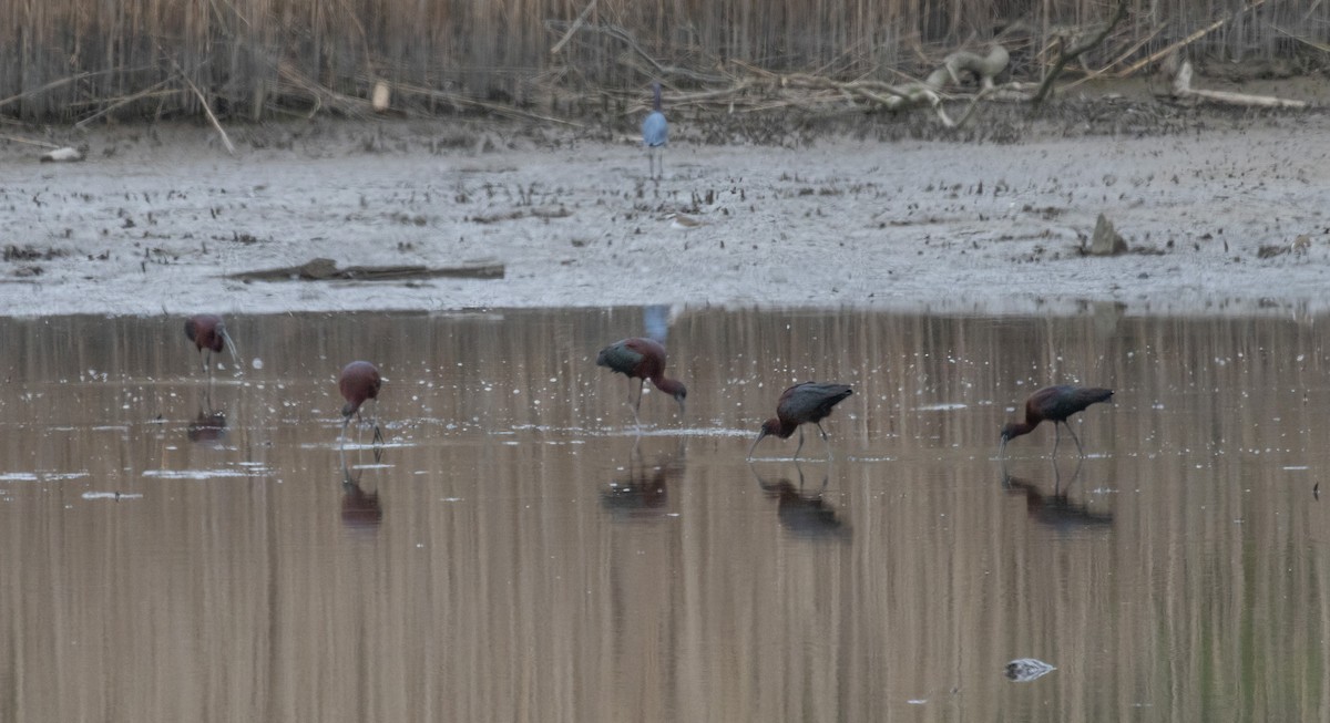 Glossy Ibis - ML617628939