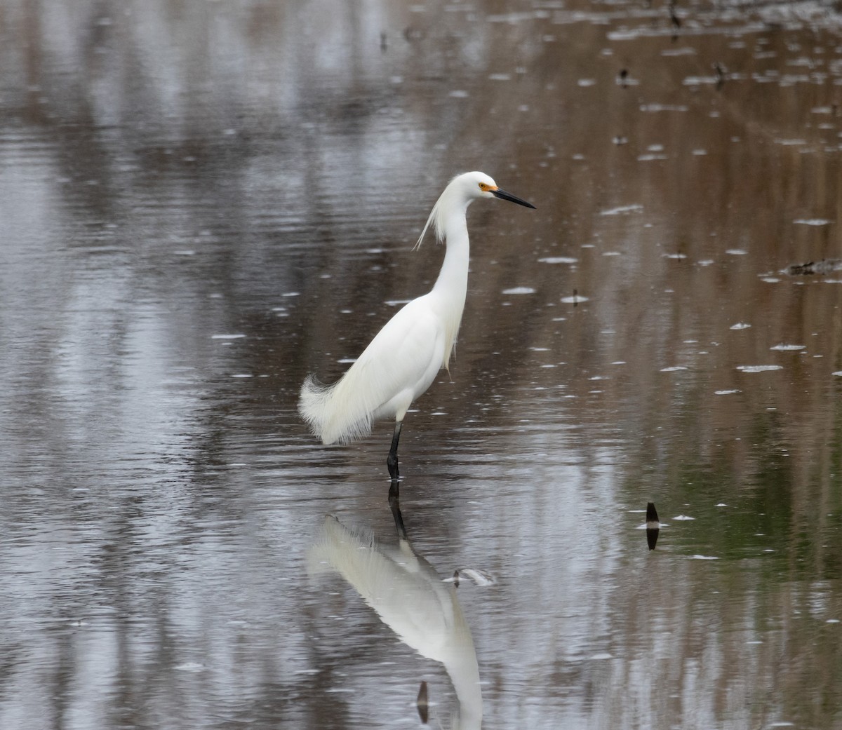 Snowy Egret - ML617628952