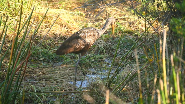 Limpkin - ML617628957