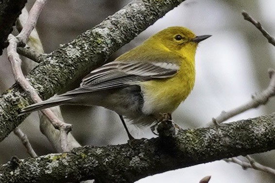 Pine Warbler - Terry Bohling