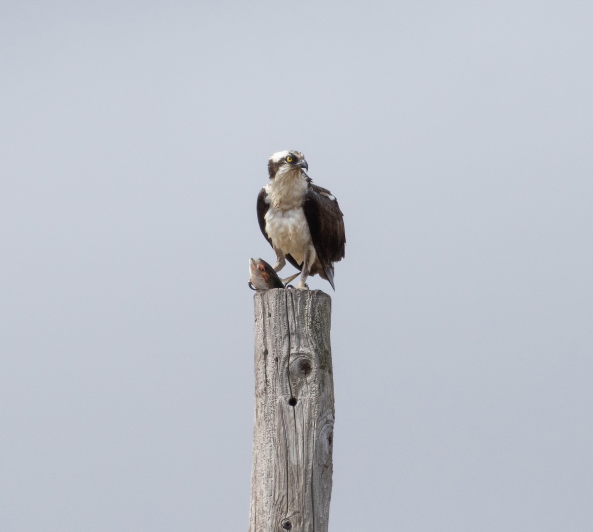 Osprey (carolinensis) - ML617629001