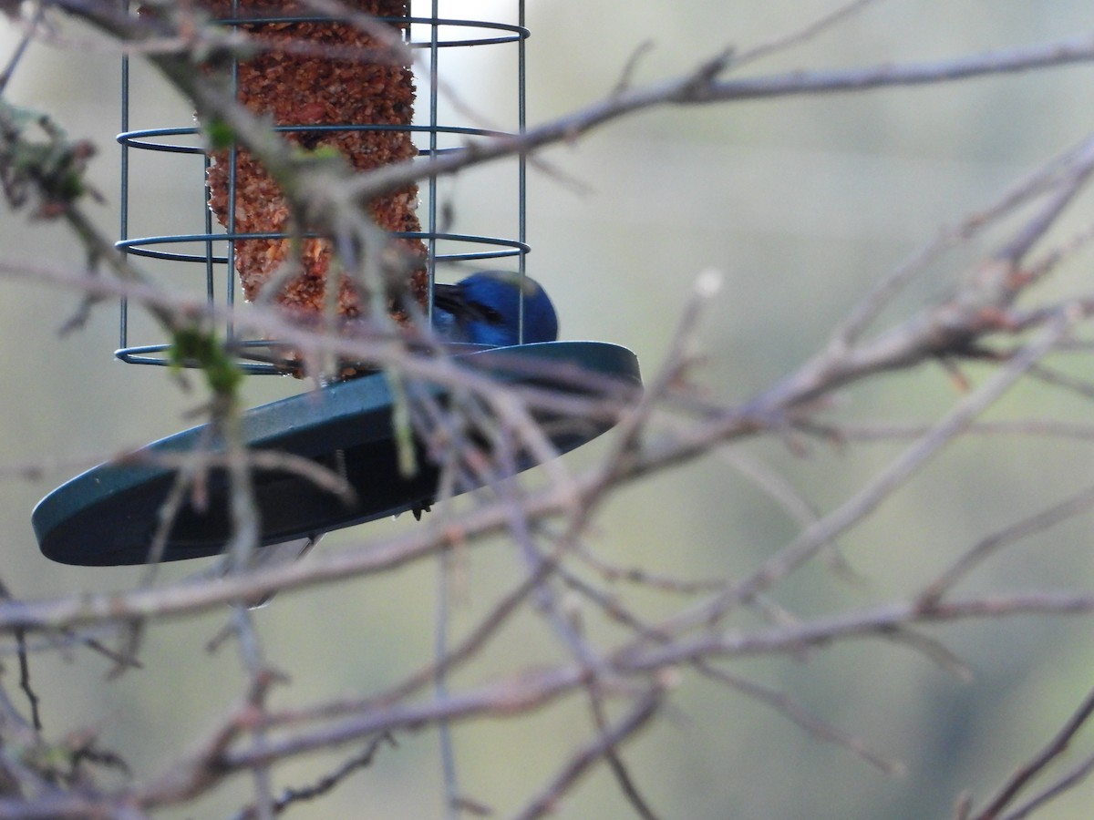 Pinyon Jay - ML617629018