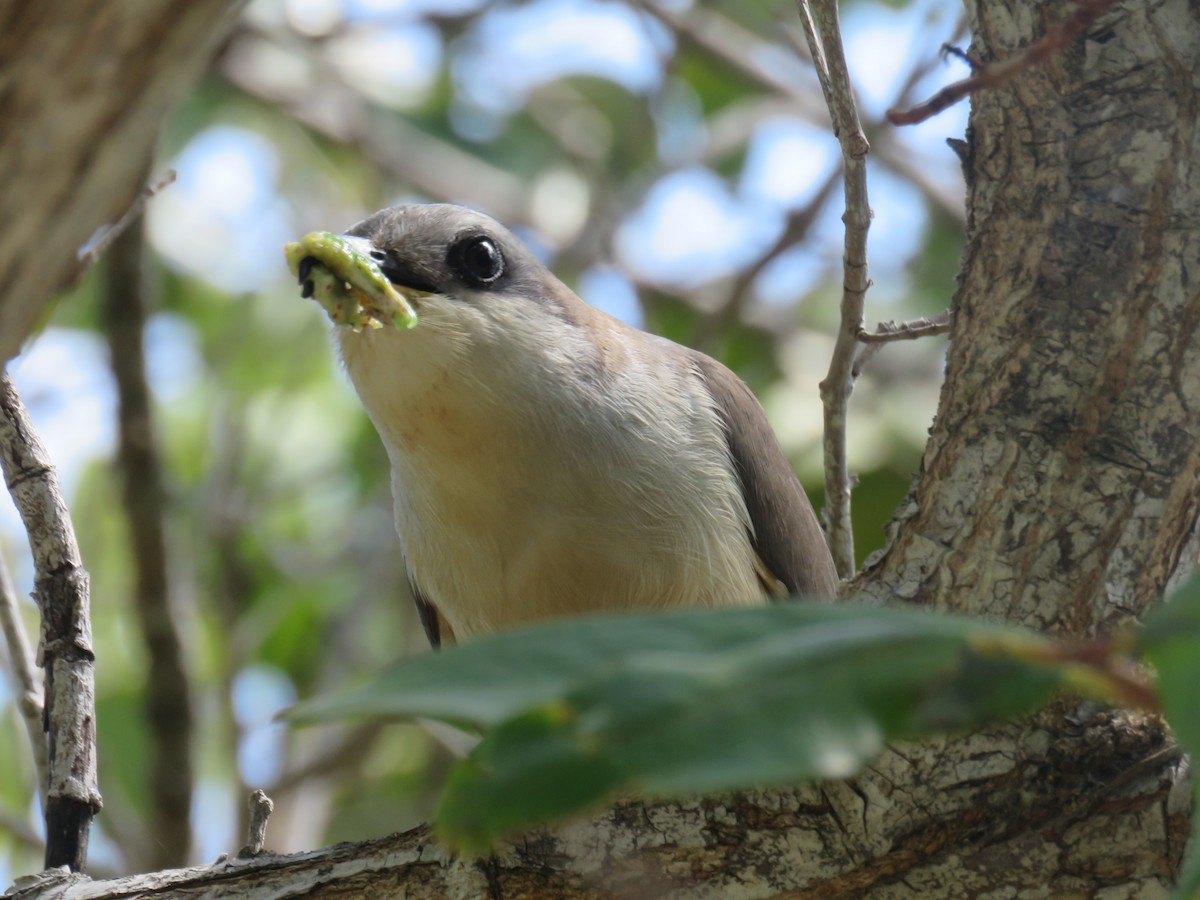 Mangrove Cuckoo - Jessica Anne